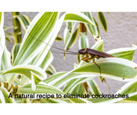 A natural recipe to eliminate cockroaches