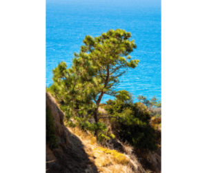 Torrey Pines State Nature Reserve - Torrey Pines - Coastal Reserve -
  California Coastal Landscape - Hiking Trails - Jay Fleming Trail