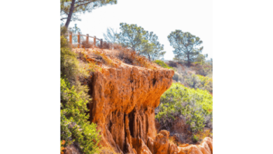 Torrey Pines State Nature Reserve - Torrey Pines - Coastal Reserve - California Coastal Landscape - Hiking Trails - Jay Fleming Trail