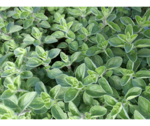 Marjoram Herb