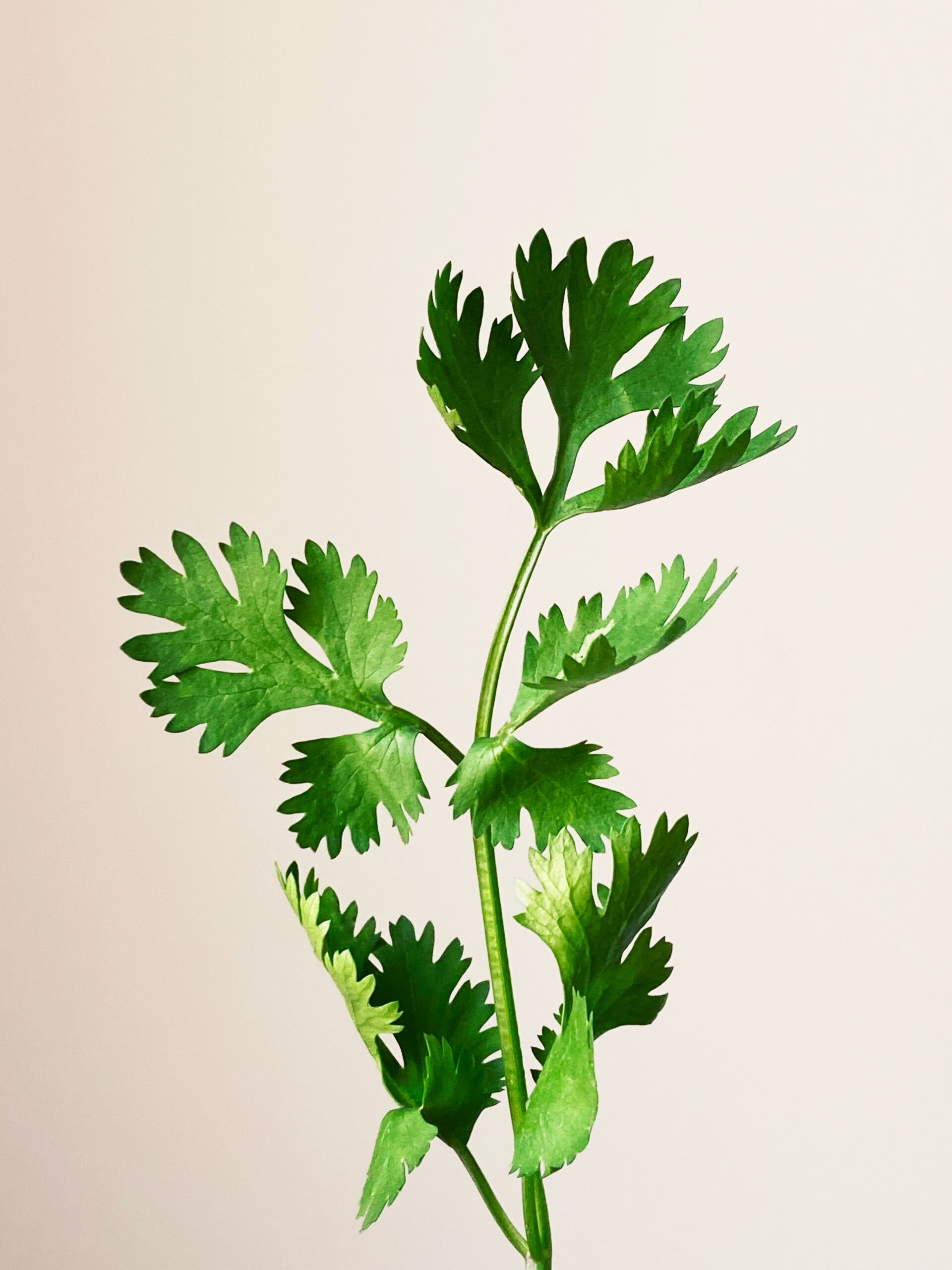 The importance and uses of parsley