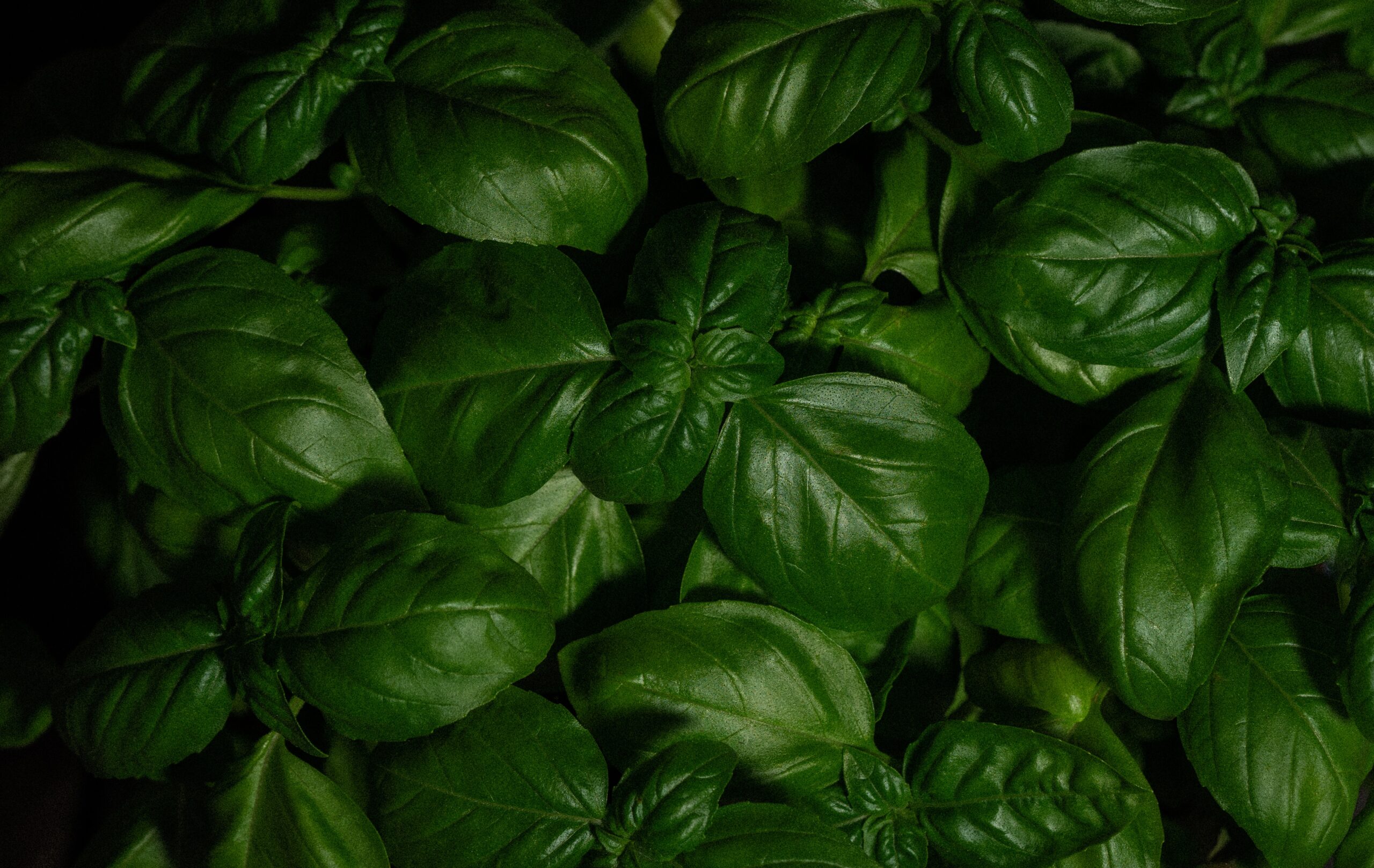 The importance and uses of mint herb