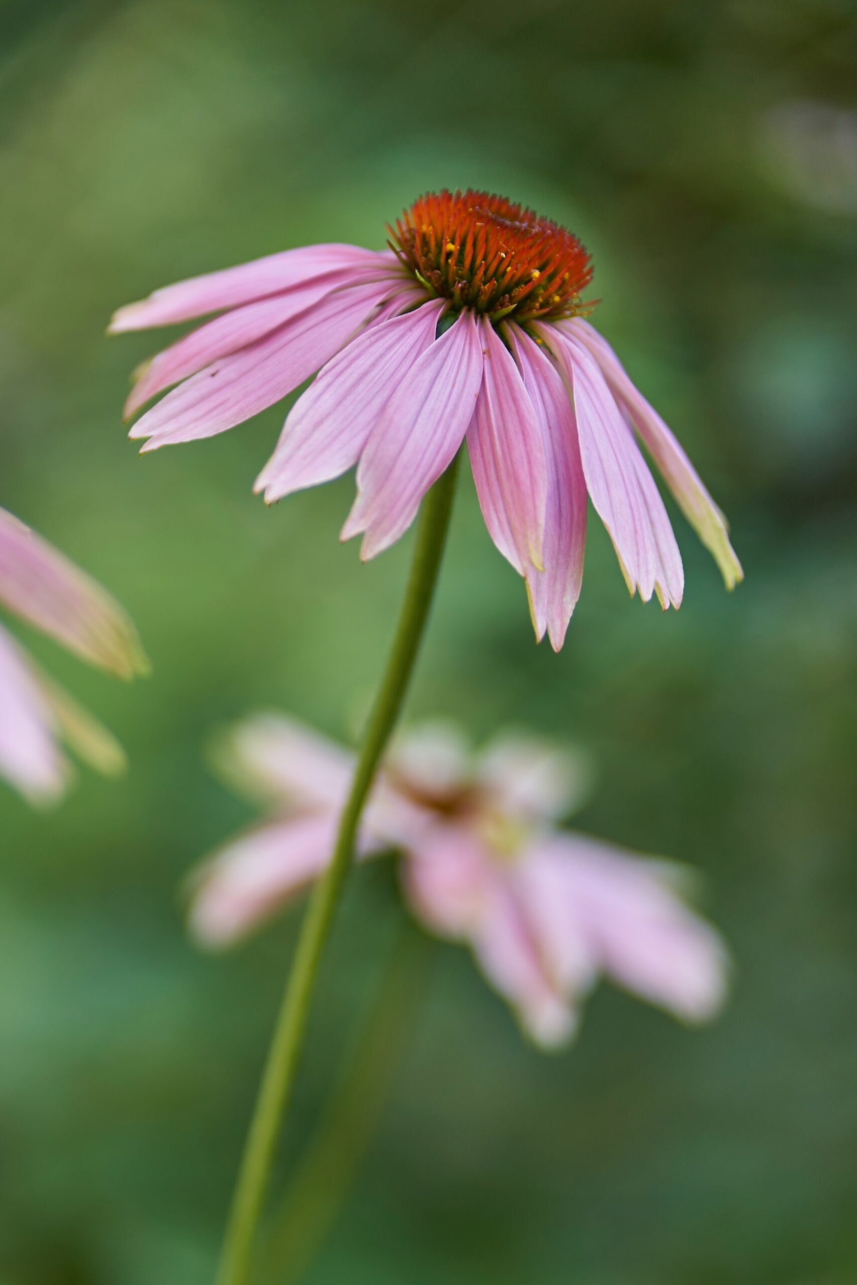 Discover the wonders of the Echinacea plant, also known as the purple coneflower