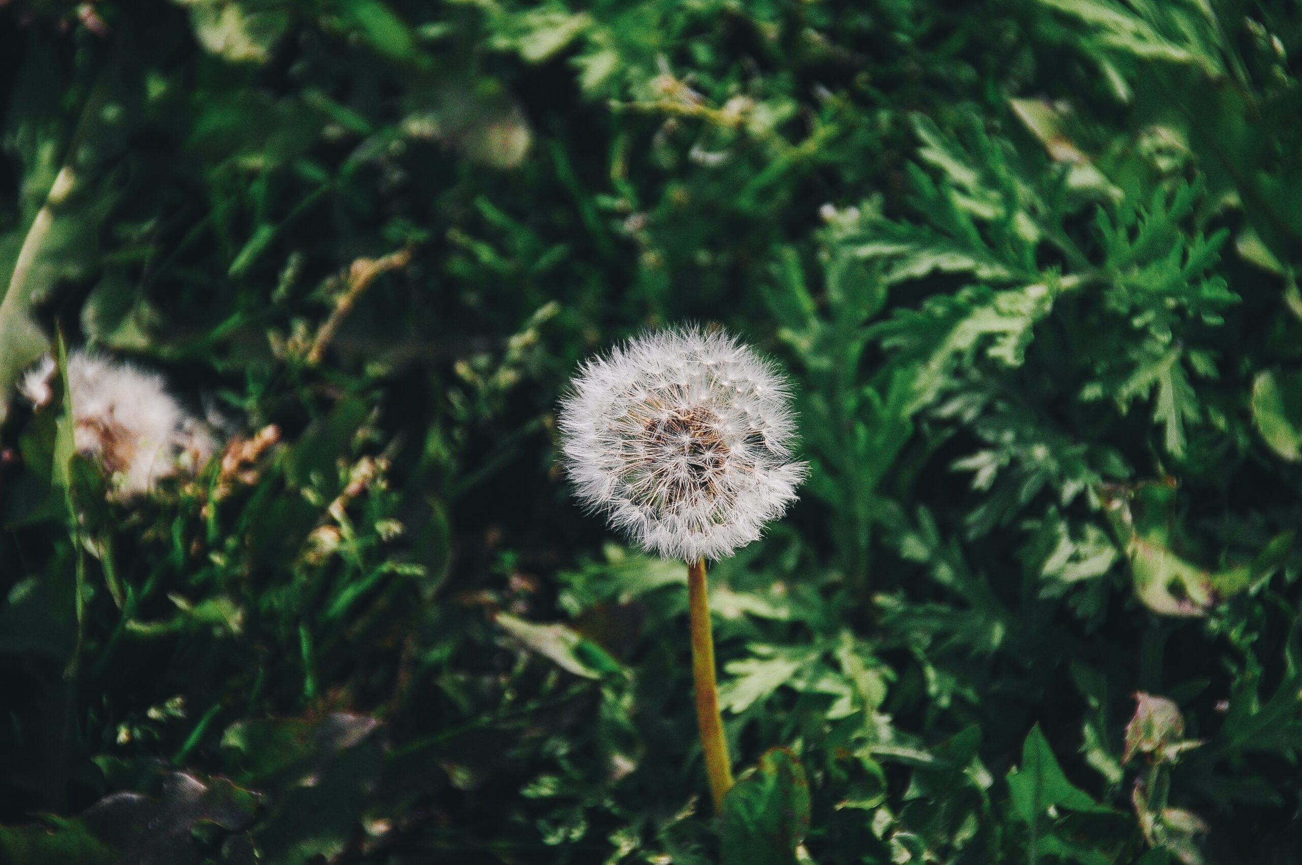 Discover the amazing benefits of dandelion herb