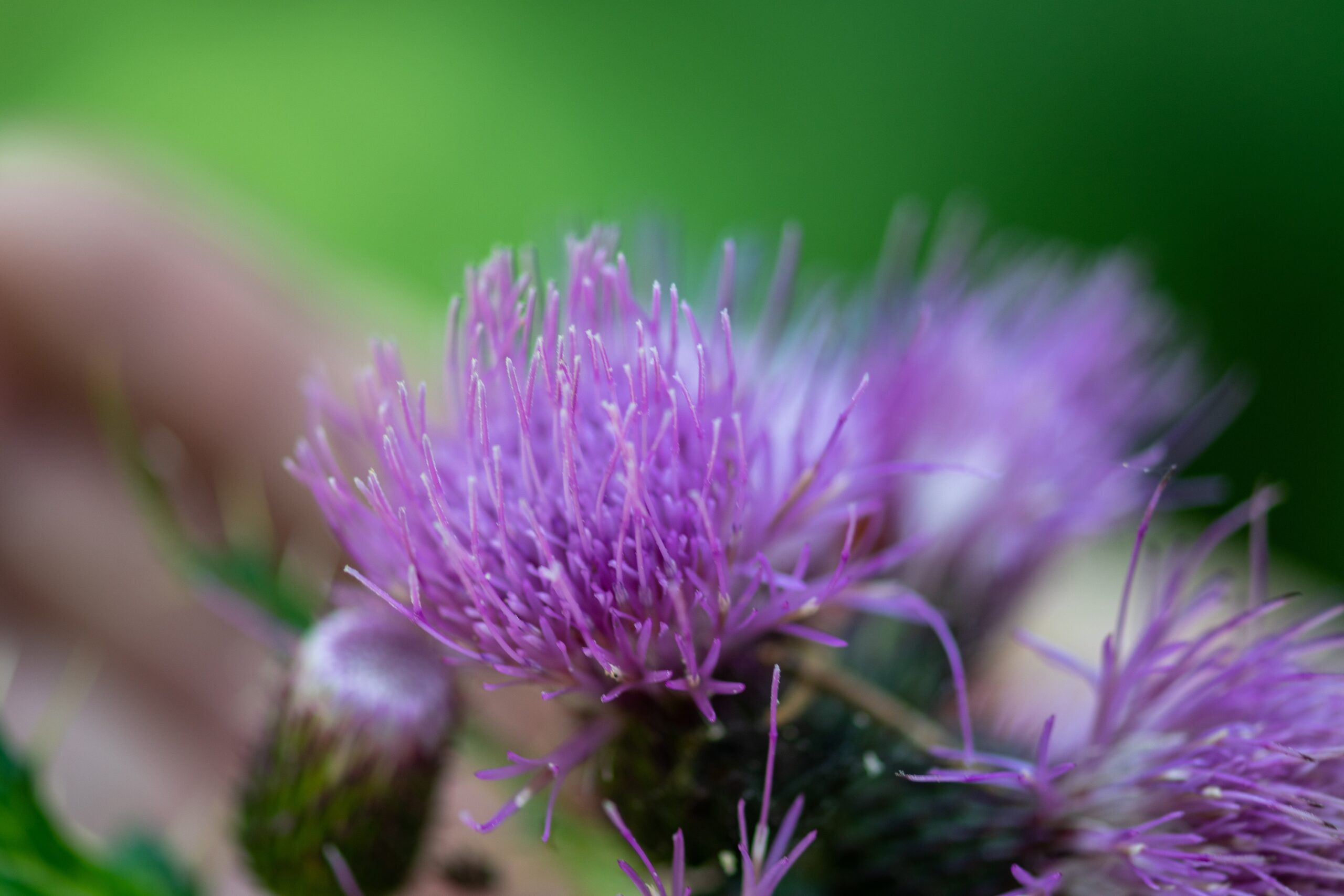 The Marvels of Milk Thistle Herb