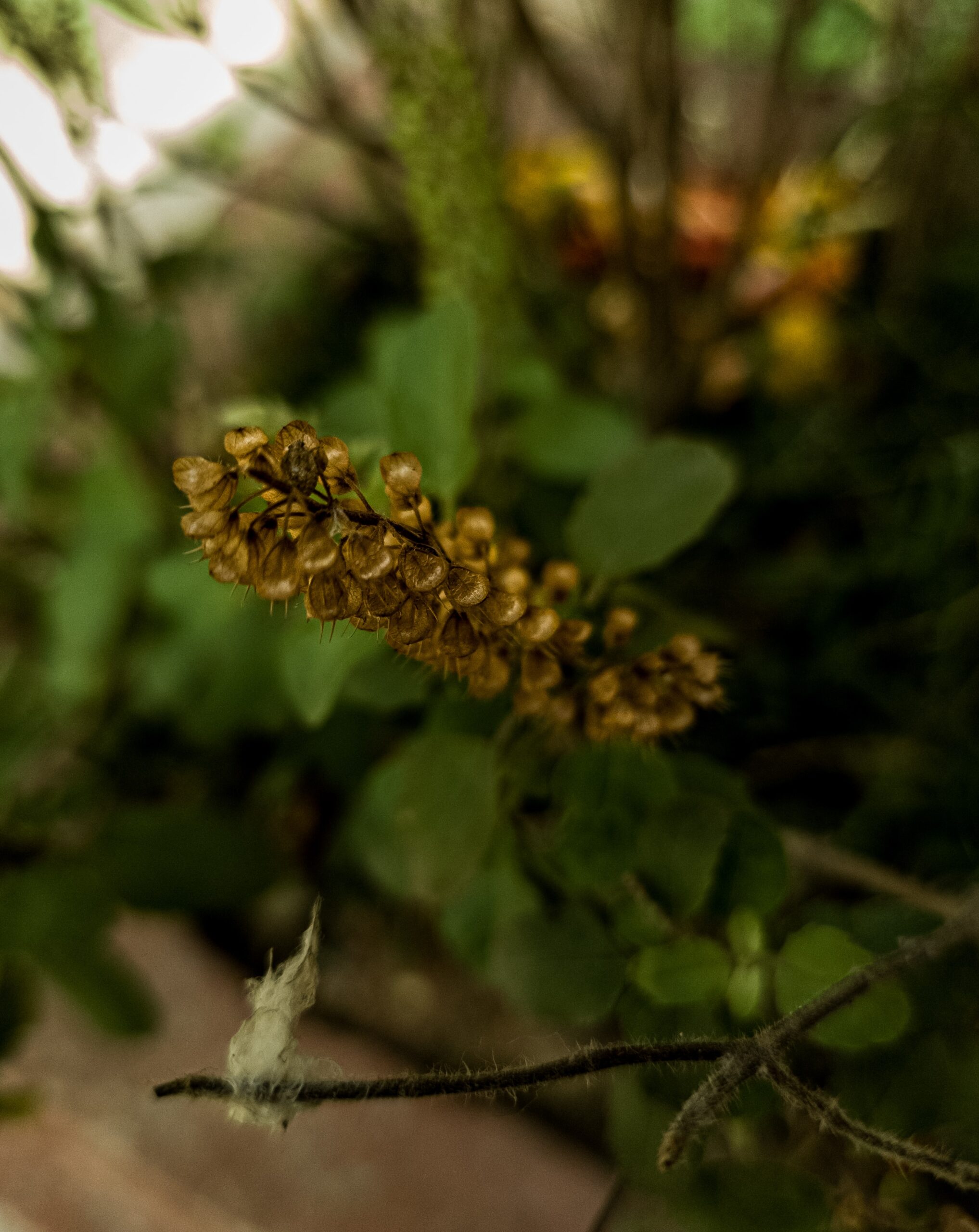 The Incredible Benefits of Tulsi Herb for Hair