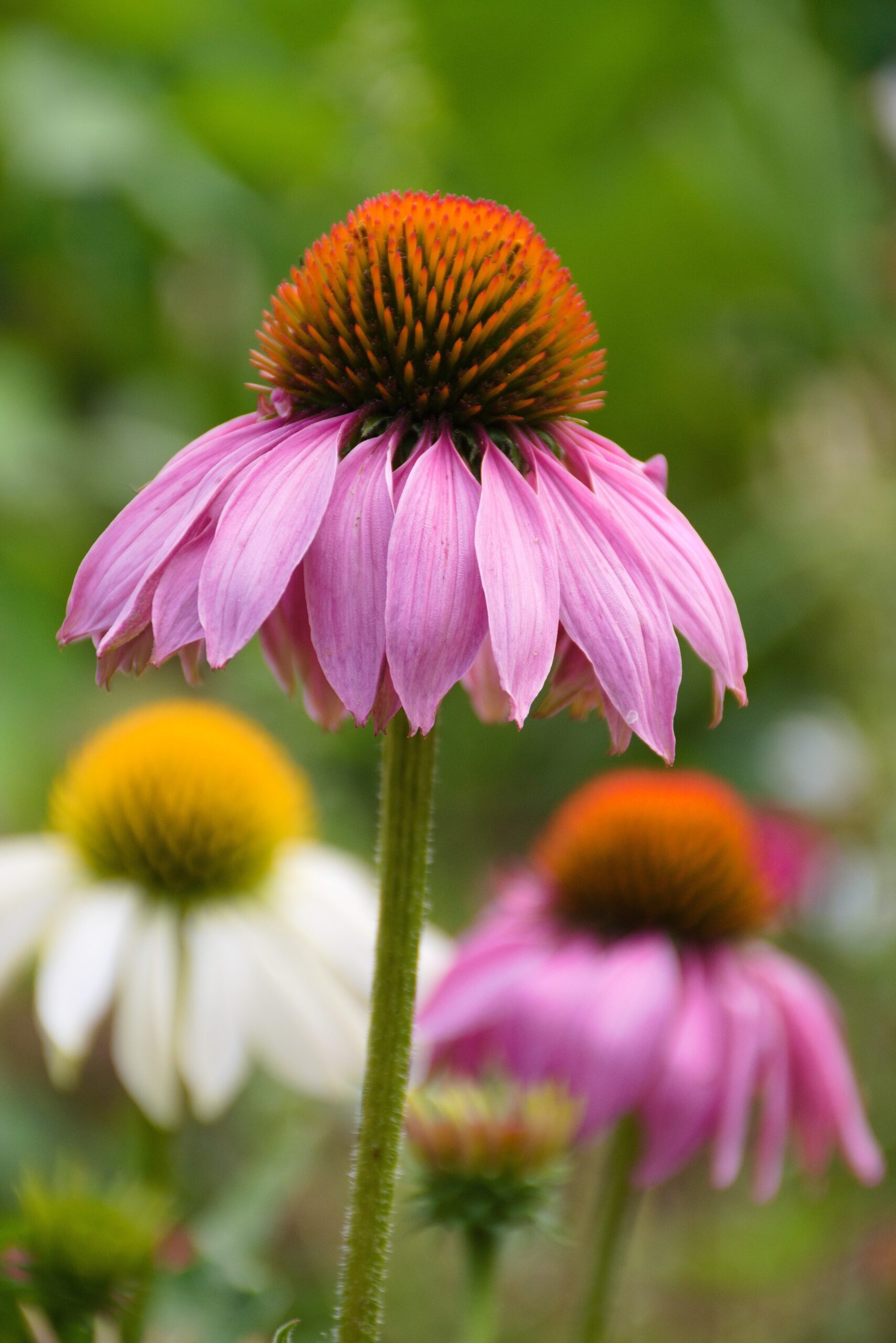 Discover the immune-boosting power of Echinacea, a natural remedy to strengthen your immune system. Learn how to incorporate Echinacea into your daily routine with Echinacea tea, capsules, and tincture. Find precautions and possible side effects of Echinacea. Boost your immune system naturally and stay healthy with Echinacea!