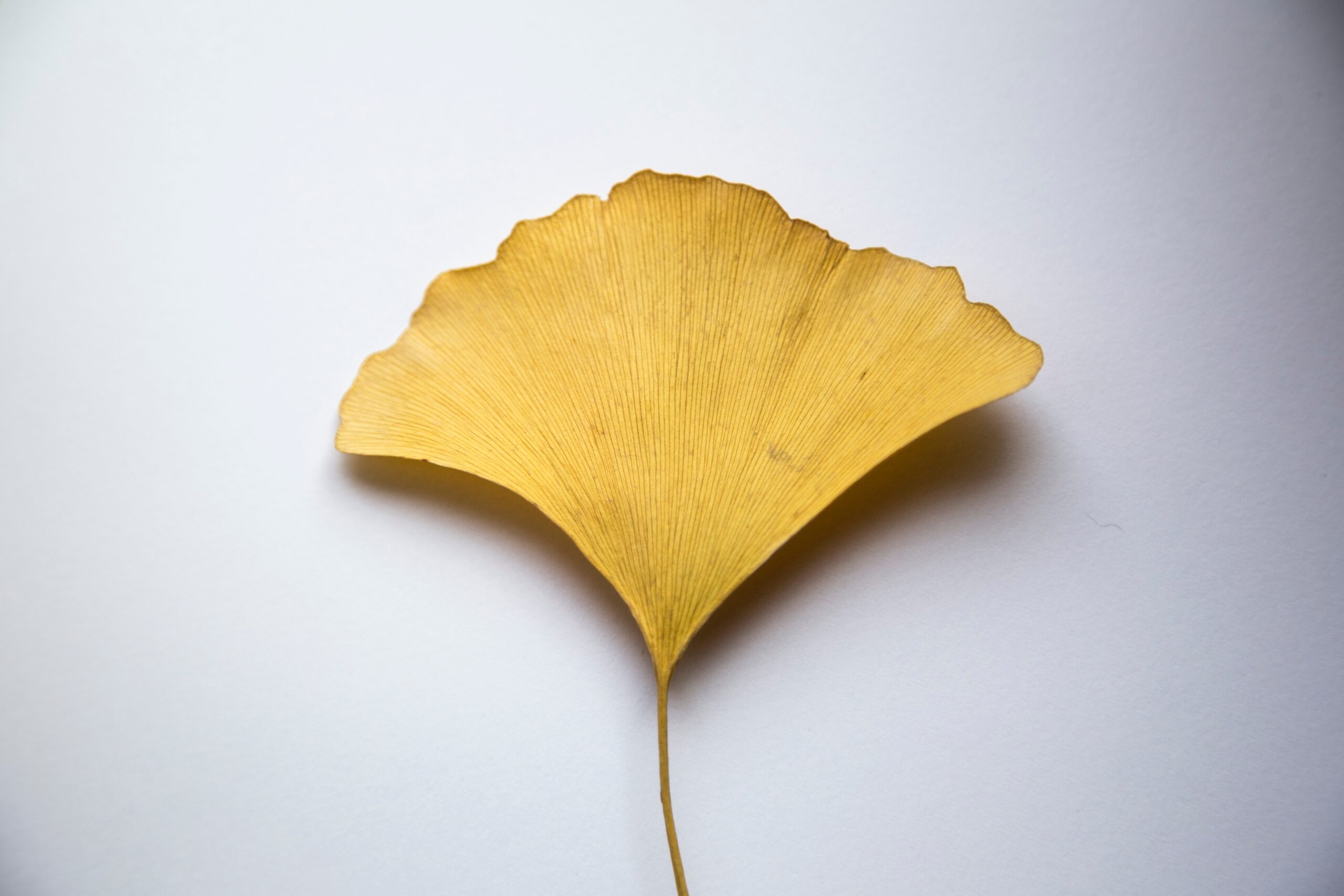 Discover the amazing benefits of Ginkgo biloba, a natural herb that may boost brain function and memory. Learn about its history, potential side effects, and how to incorporate it into your routine. Stay curious and explore the wonders of nature's brain booster--Ginkgo biloba herb**-Benefits of Ginkgo Biloba to strengthen memory- Uses of Ginkgo Biloba- Ginkgo biloba supplements- Ginkgo Biloba dosage- Memory of Ginkgo Biloba- Ginkgo biloba extract- Healthy Ginkgo Biloba-Side effects of Ginkgo Biloba- Ginkgo Biloba Review