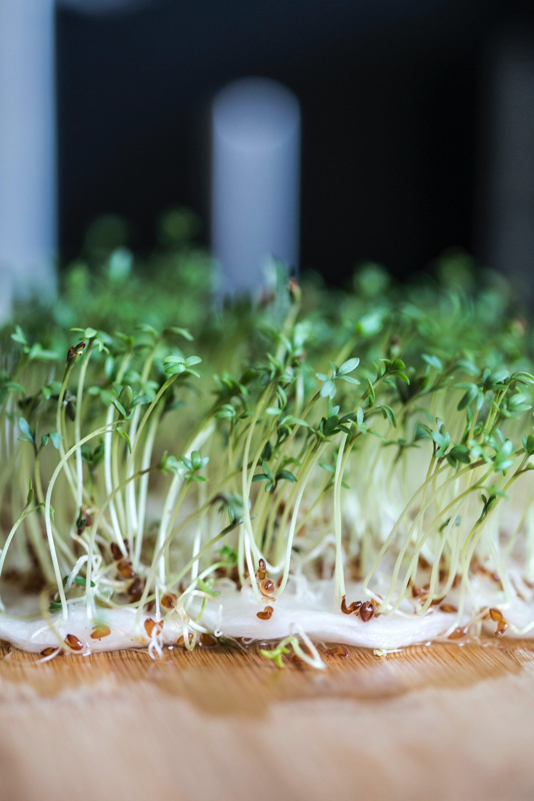 The importance and uses of watercress herb