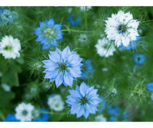 The nature and uses of Nigella sativa herb