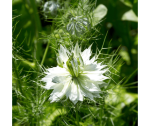 The nature and uses of Nigella sativa herb