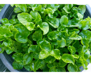 The importance and uses of watercress herb