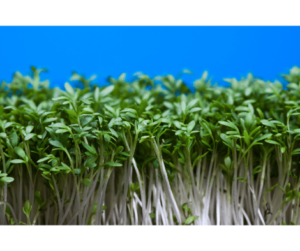 The importance and uses of watercress herb