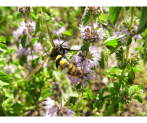 The importance and uses of pennyroyal herb