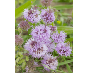 The importance and uses of pennyroyal herb