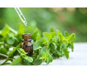 The importance and uses of peppermint oil