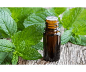 The importance and uses of peppermint oil