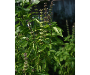 Basil Herb