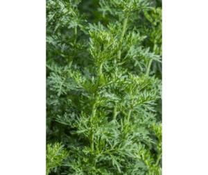 wormwood herb