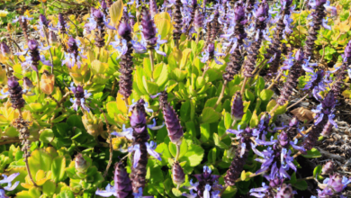 top view photo of green leafed plants in pots