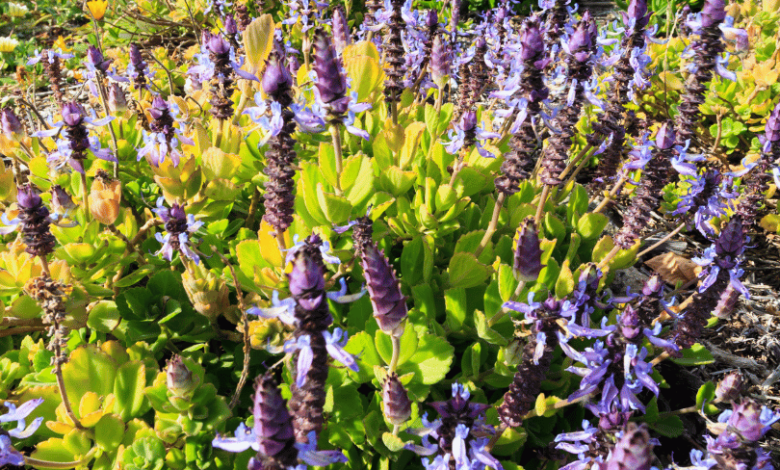 top view photo of green leafed plants in pots