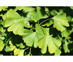 Discover the amazing benefits of Ginkgo biloba, a natural herb that may boost brain function and memory. Learn about its history, potential side effects, and how to incorporate it into your routine. Stay curious and explore the wonders of nature's brain booster--Ginkgo biloba herb**-Benefits of Ginkgo Biloba to strengthen memory- Uses of Ginkgo Biloba- Ginkgo biloba supplements- Ginkgo Biloba dosage- Memory of Ginkgo Biloba- Ginkgo biloba extract- Healthy Ginkgo Biloba-Side effects of Ginkgo Biloba- Ginkgo Biloba Review