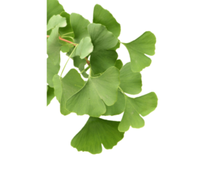 Discover the amazing benefits of Ginkgo biloba, a natural herb that may boost brain function and memory. Learn about its history, potential side effects, and how to incorporate it into your routine. Stay curious and explore the wonders of nature's brain booster--Ginkgo biloba herb**-Benefits of Ginkgo Biloba to strengthen memory- Uses of Ginkgo Biloba- Ginkgo biloba supplements- Ginkgo Biloba dosage- Memory of Ginkgo Biloba- Ginkgo biloba extract- Healthy Ginkgo Biloba-Side effects of Ginkgo Biloba- Ginkgo Biloba Review