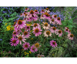 Discover the immune-boosting power of Echinacea, a natural remedy to strengthen your immune system. Learn how to incorporate Echinacea into your daily routine with Echinacea tea, capsules, and tincture. Find precautions and possible side effects of Echinacea. Boost your immune system naturally and stay healthy with Echinacea!