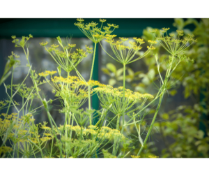 Discover the wonders of fennel herb and how it can transform your culinary creations into flavor-packed masterpieces. Learn about the unique flavor profile and health benefits of fennel herb. Find creative ways to incorporate fennel herb into your cooking, from roasted veggies to infused oil. Explore where to find fennel herb and stock up on this culinary gem. Elevate your dishes with the fantastic fennel herb and let the magic unfold. Happy cooking!