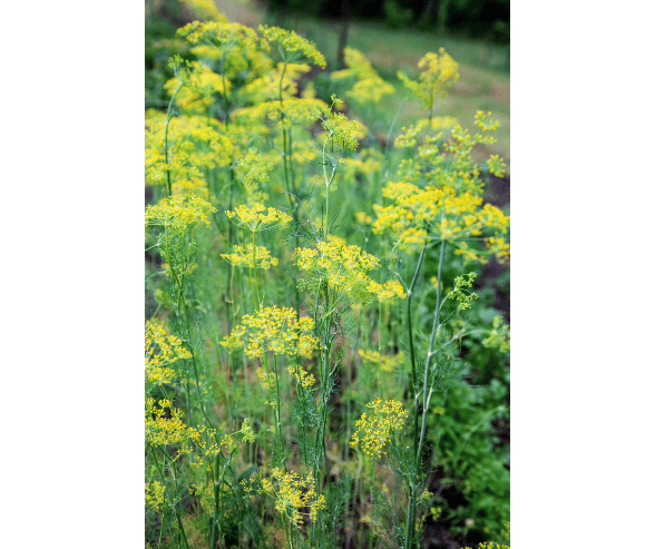 Discover the wonders of fennel herb and how it can transform your culinary creations into flavor-packed masterpieces. Learn about the unique flavor profile and health benefits of fennel herb. Find creative ways to incorporate fennel herb into your cooking, from roasted veggies to infused oil. Explore where to find fennel herb and stock up on this culinary gem. Elevate your dishes with the fantastic fennel herb and let the magic unfold. Happy cooking!