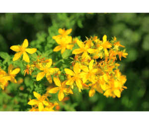 Discover the wondrous powers of St. John's Wort, a natural mood booster and herbal remedy. Learn about its historical significance and the science behind its magical properties. Find out how to incorporate St. John's Wort into your daily routine for improved emotional well-being and mental health. Explore the uplifting effects of this extraordinary herb and embrace the incredible power of Mother Nature.