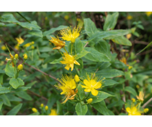 Discover the wondrous powers of St. John's Wort, a natural mood booster and herbal remedy. Learn about its historical significance and the science behind its magical properties. Find out how to incorporate St. John's Wort into your daily routine for improved emotional well-being and mental health. Explore the uplifting effects of this extraordinary herb and embrace the incredible power of Mother Nature.