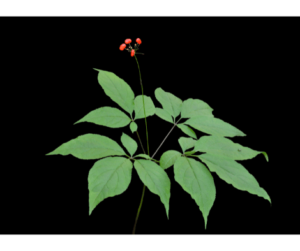 The importance of Ginseng herb and its benefits