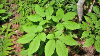 Discover the enigmatic ginseng herb and its secrets and benefits. Learn about the origins of ginseng and its rich history in traditional Chinese medicine. Explore the health benefits of ginseng, including boosting energy, enhancing cognitive function, supporting the immune system, and reducing stress and anxiety. Find out how to choose the right type of ginseng for your needs. Embrace the power of ginseng and unlock its potential for a healthier, more vibrant life.