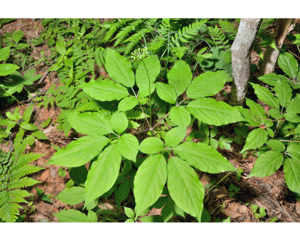 Discover the enigmatic ginseng herb and its secrets and benefits. Learn about the origins of ginseng and its rich history in traditional Chinese medicine. Explore the health benefits of ginseng, including boosting energy, enhancing cognitive function, supporting the immune system, and reducing stress and anxiety. Find out how to choose the right type of ginseng for your needs. Embrace the power of ginseng and unlock its potential for a healthier, more vibrant life.