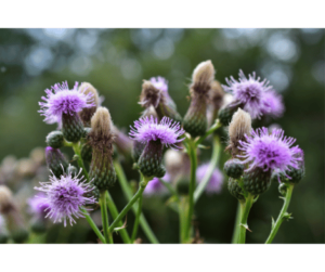 Discover the incredible benefits and captivating history of milk thistle herb. Learn how this nature-powered superhero promotes liver health, enhances beauty, and boosts brainpower. Incorporate milk thistle herb into your daily routine and unleash its superpowers in your life. Your body will thank you!