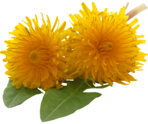 Benefits and uses of dandelion herb