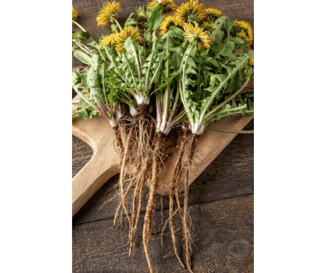 Benefits and uses of dandelion herb