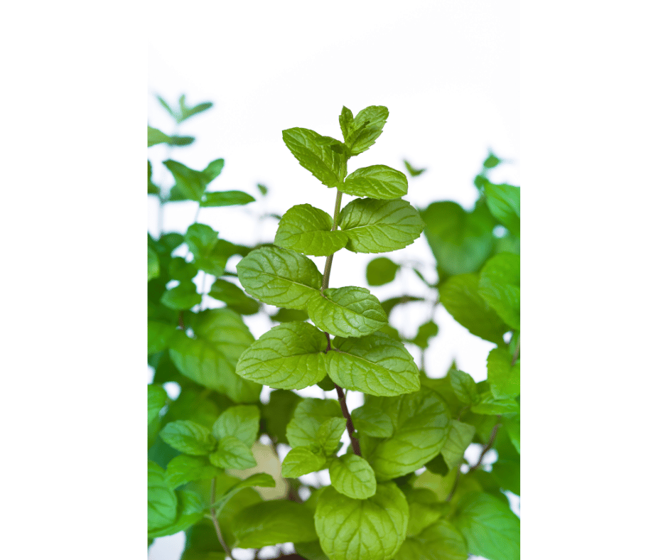 The importance and uses of mint herb