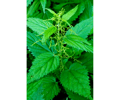 The importance and uses of nettle herb