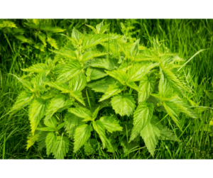 The importance and uses of nettle herb