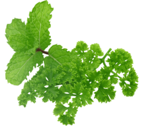 The importance and uses of parsley