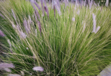 Pennisetum Setaceum