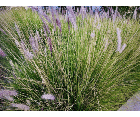 Pennisetum Setaceum